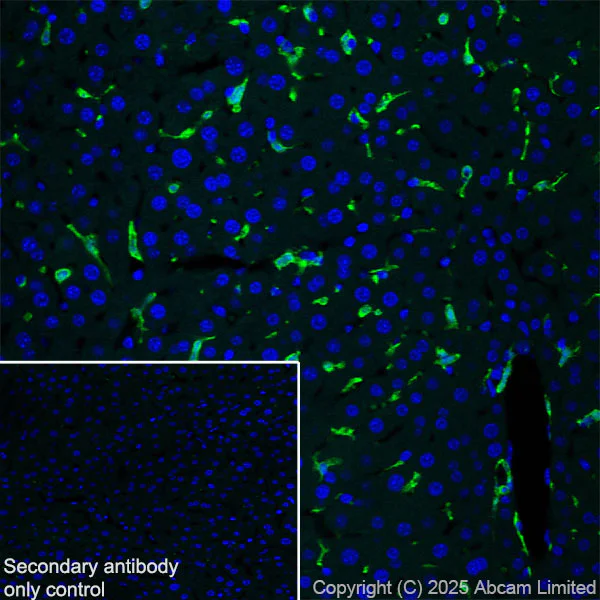 Immunohistochemistry (Frozen sections) - Anti-Iba1 antibody [EPR16588] - BSA and Azide free (AB220815)