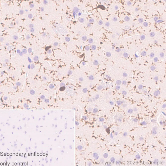 Immunohistochemistry (Formalin/PFA-fixed paraffin-embedded sections) - Anti-Iba1 antibody [EPR16588] – Chicken IgY (Chimeric) – BSA and Azide Free (AB318305)