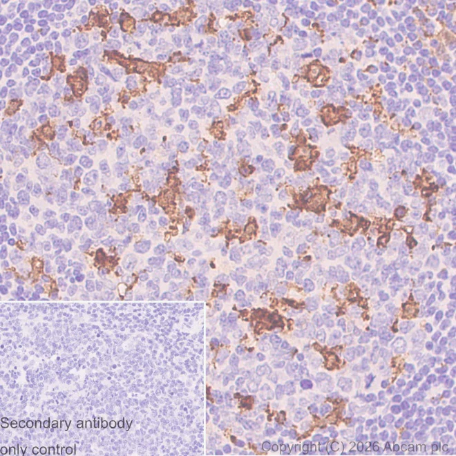 Immunohistochemistry (Formalin/PFA-fixed paraffin-embedded sections) - Anti-Iba1 antibody [EPR16588] – Chicken IgY (Chimeric) – BSA and Azide Free (AB318305)