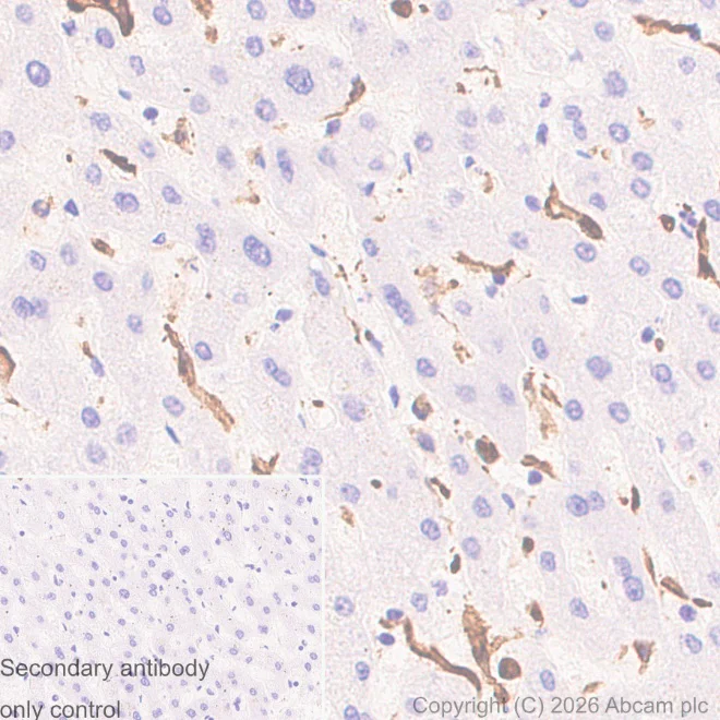 Immunohistochemistry (Formalin/PFA-fixed paraffin-embedded sections) - Anti-Iba1 antibody [EPR16588] – Chicken IgY (Chimeric) – BSA and Azide Free (AB318305)