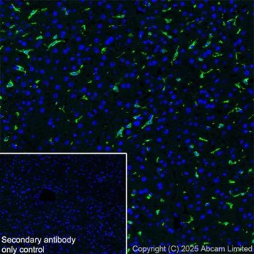 Immunohistochemistry (Frozen sections) - Anti-Iba1 antibody [EPR16588] – Chicken IgY (Chimeric) – BSA and Azide Free (AB318305)