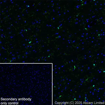 Immunohistochemistry (Frozen sections) - Anti-Iba1 antibody [EPR16588] – Chicken IgY (Chimeric) – BSA and Azide Free (AB318305)