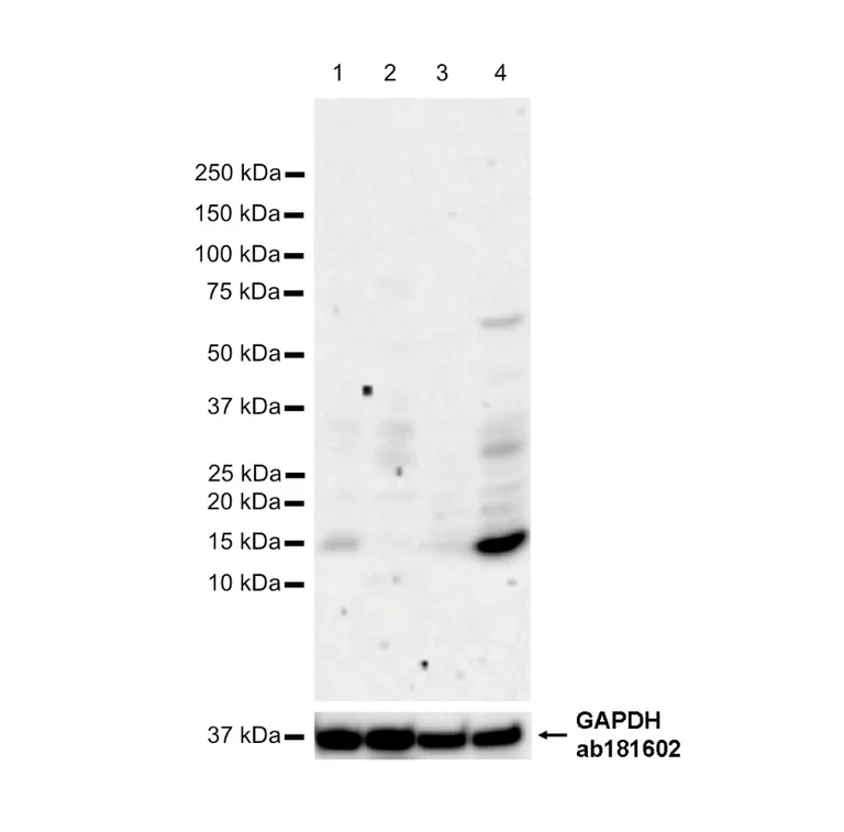 Western blot - Anti-Iba1 antibody [EPR16588] – Chicken IgY (Chimeric) – BSA and Azide Free (AB318305)