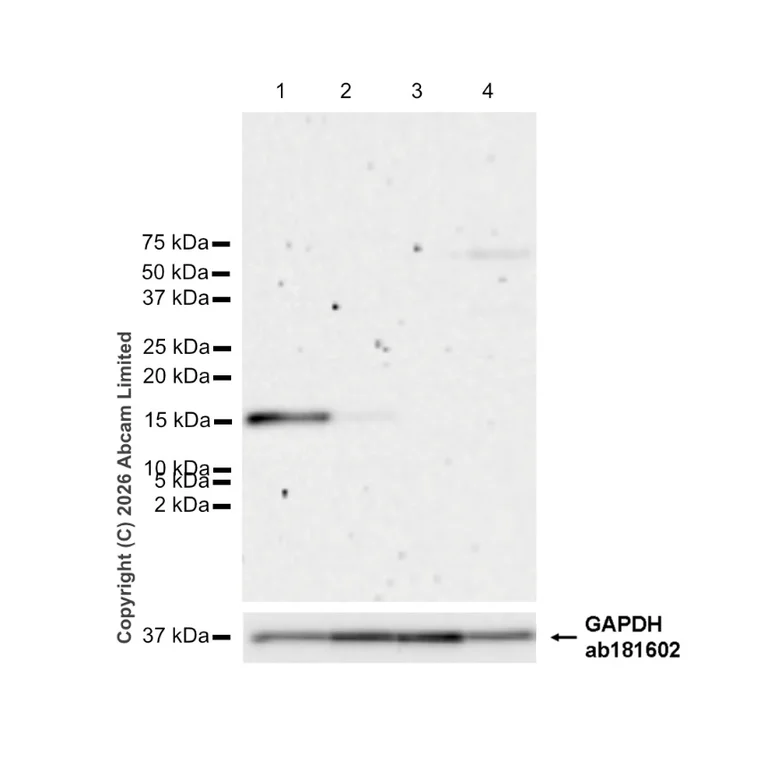Western blot - Anti-Iba1 antibody [EPR16588] – Chicken IgY (Chimeric) – BSA and Azide Free (AB318305)