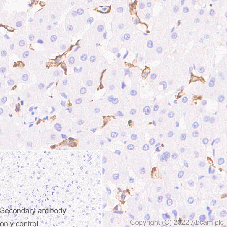 Immunohistochemistry (Formalin/PFA-fixed paraffin-embedded sections) - Anti-Iba1 antibody [EPR16588] - Goat IgG (Chimeric) - BSA and Azide free (AB289876)