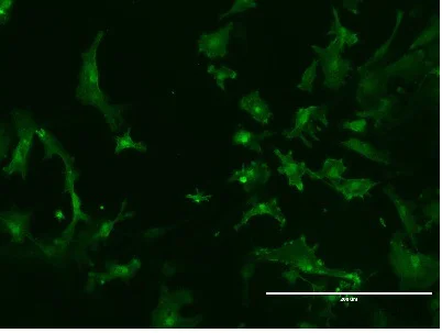 Immunocytochemistry/ Immunofluorescence - Anti-Iba1 antibody [EPR16588] - Microglia marker (AB178846)