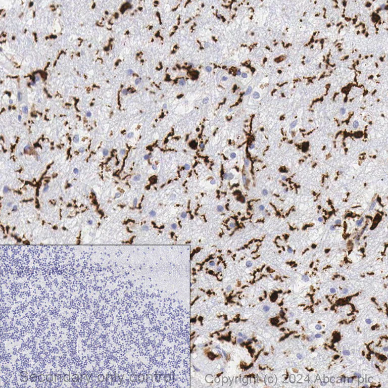 Immunohistochemistry (Formalin/PFA-fixed paraffin-embedded sections) - Anti-Iba1 antibody [EPR16588] - Microglia marker (AB178846)