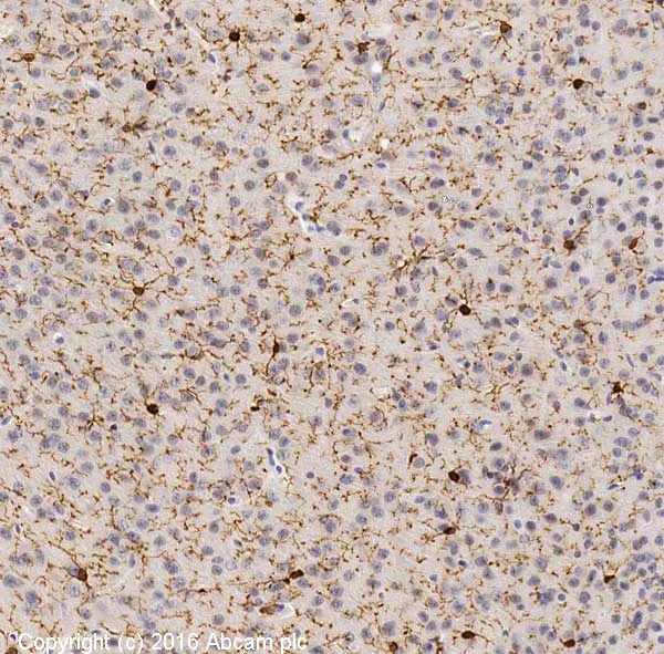 Immunohistochemistry (Formalin/PFA-fixed paraffin-embedded sections) - Anti-Iba1 antibody [EPR16588] - Microglia marker (AB178846)