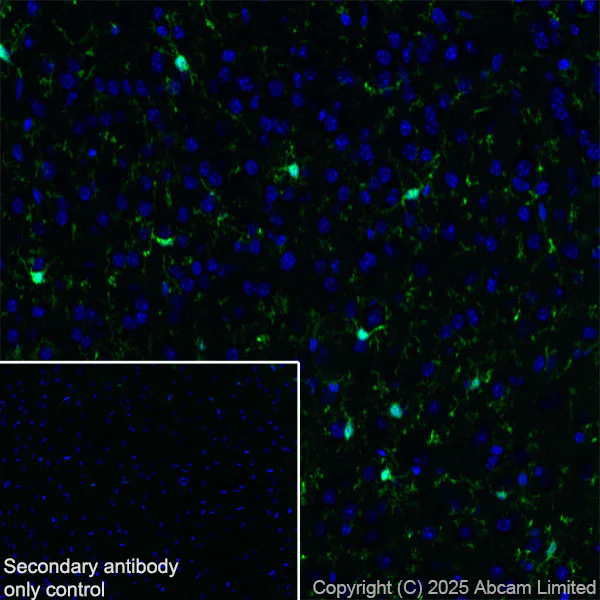 Immunohistochemistry (Frozen sections) - Anti-Iba1 antibody [EPR16588] - Microglia marker (AB178846)