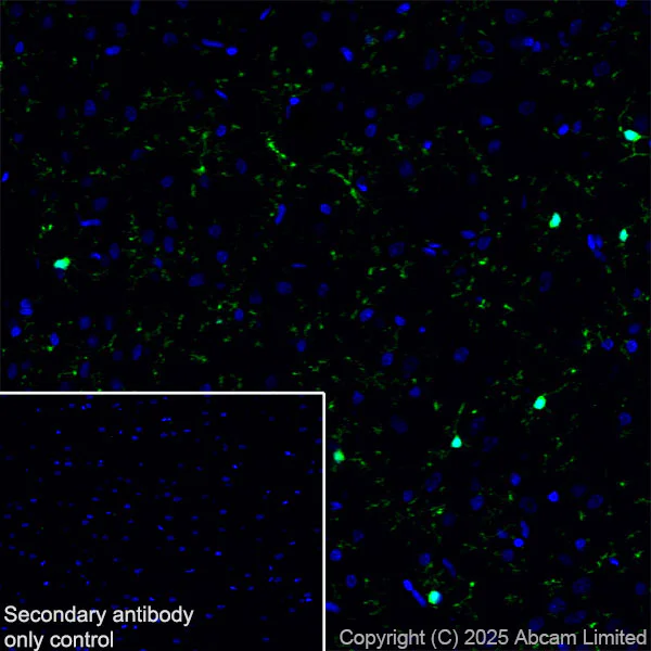 Immunohistochemistry (Frozen sections) - Anti-Iba1 antibody [EPR16588] - Microglia marker (AB178846)