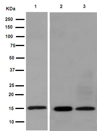 Western blot - Anti-Iba1 antibody [EPR16588] - Microglia marker (AB178846)
