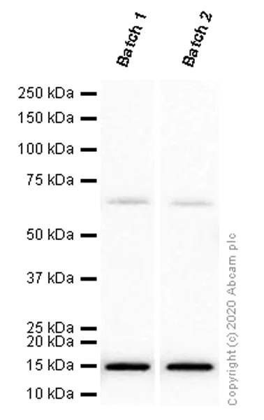 Western blot - Anti-Iba1 antibody [EPR16588] - Microglia marker (AB178846)