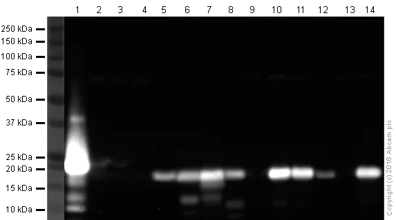 Western blot - Anti-Iba1 antibody [EPR16588] - Microglia marker (AB178846)
