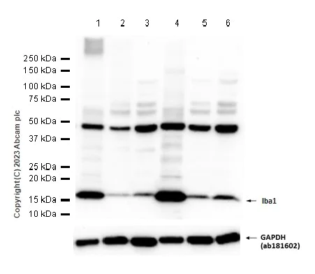 Western blot - Anti-Iba1 antibody [EPR16588] - Microglia marker (AB178846)