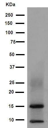 Western blot - Anti-Iba1 antibody [EPR16588] - Microglia marker (AB178846)