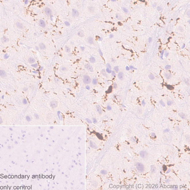 Immunohistochemistry (Formalin/PFA-fixed paraffin-embedded sections) - Anti-Iba1 antibody [EPR16588] - Microglia marker – Chicken IgY (Chimeric) (AB318302)