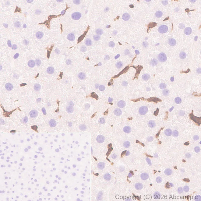 Immunohistochemistry (Formalin/PFA-fixed paraffin-embedded sections) - Anti-Iba1 antibody [EPR16588] - Microglia marker – Chicken IgY (Chimeric) (AB318302)