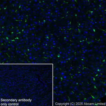 Immunohistochemistry (Frozen sections) - Anti-Iba1 antibody [EPR16588] - Microglia marker – Chicken IgY (Chimeric) (AB318302)