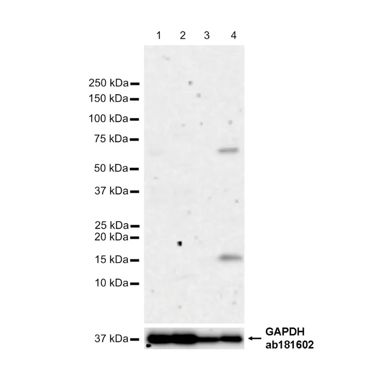 Western blot - Anti-Iba1 antibody [EPR16588] - Microglia marker – Chicken IgY (Chimeric) (AB318302)
