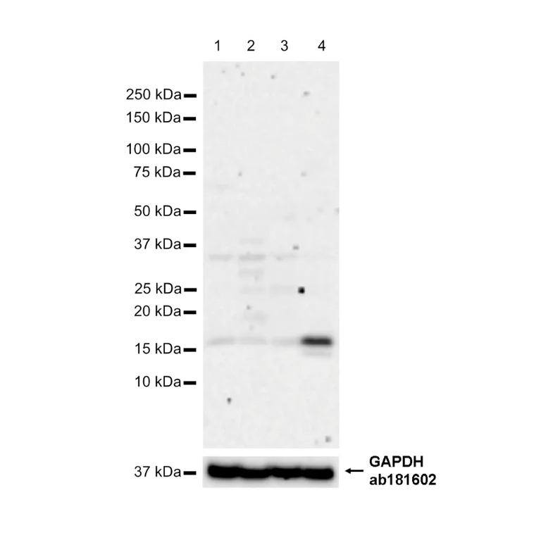 Western blot - Anti-Iba1 antibody [EPR16588] - Microglia marker – Chicken IgY (Chimeric) (AB318302)