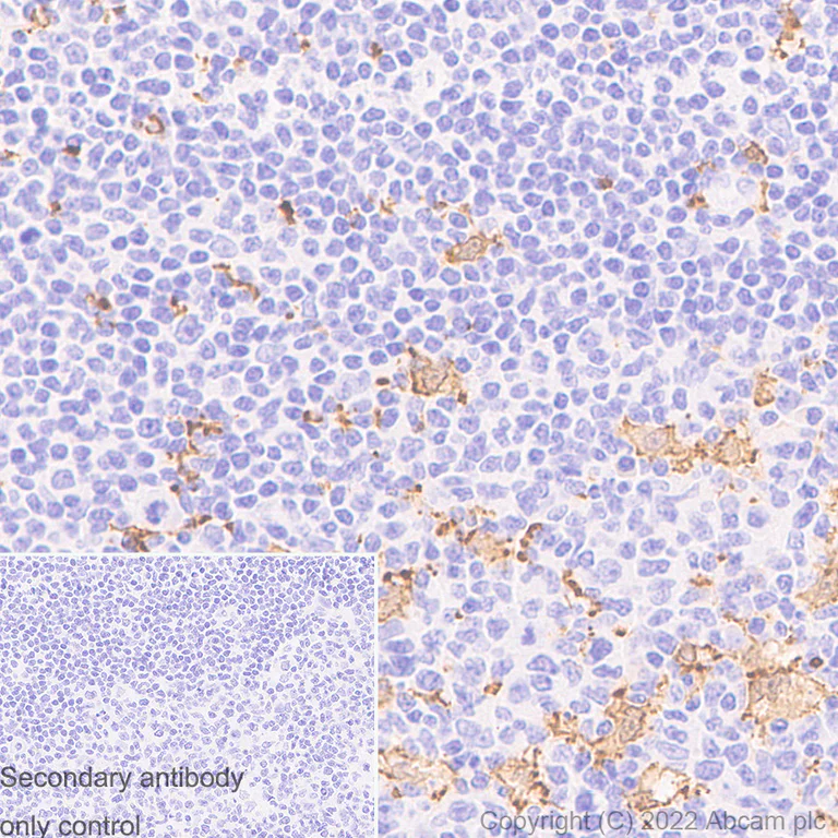 Immunohistochemistry (Formalin/PFA-fixed paraffin-embedded sections) - Anti-Iba1 antibody [EPR16588] - Microglia marker - Goat IgG (Chimeric) (AB289874)