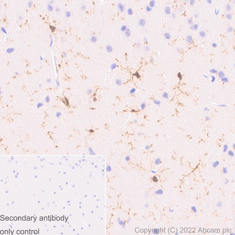 Immunohistochemistry (Formalin/PFA-fixed paraffin-embedded sections) - Anti-Iba1 antibody [EPR16588] - Microglia marker - Goat IgG (Chimeric) (AB289874)