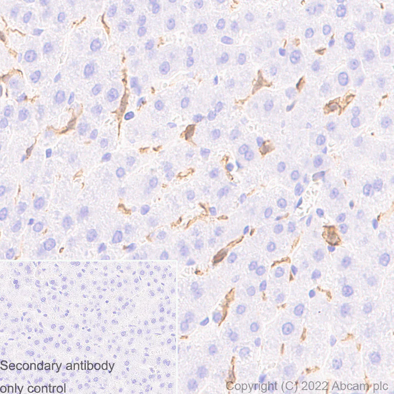 Immunohistochemistry (Formalin/PFA-fixed paraffin-embedded sections) - Anti-Iba1 antibody [EPR16588] - Microglia marker - Goat IgG (Chimeric) (AB289874)
