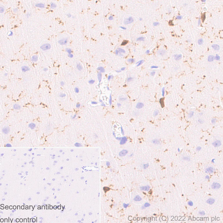 Immunohistochemistry (Formalin/PFA-fixed paraffin-embedded sections) - Anti-Iba1 antibody [EPR16588] - Microglia marker - Goat IgG (Chimeric) (AB289874)