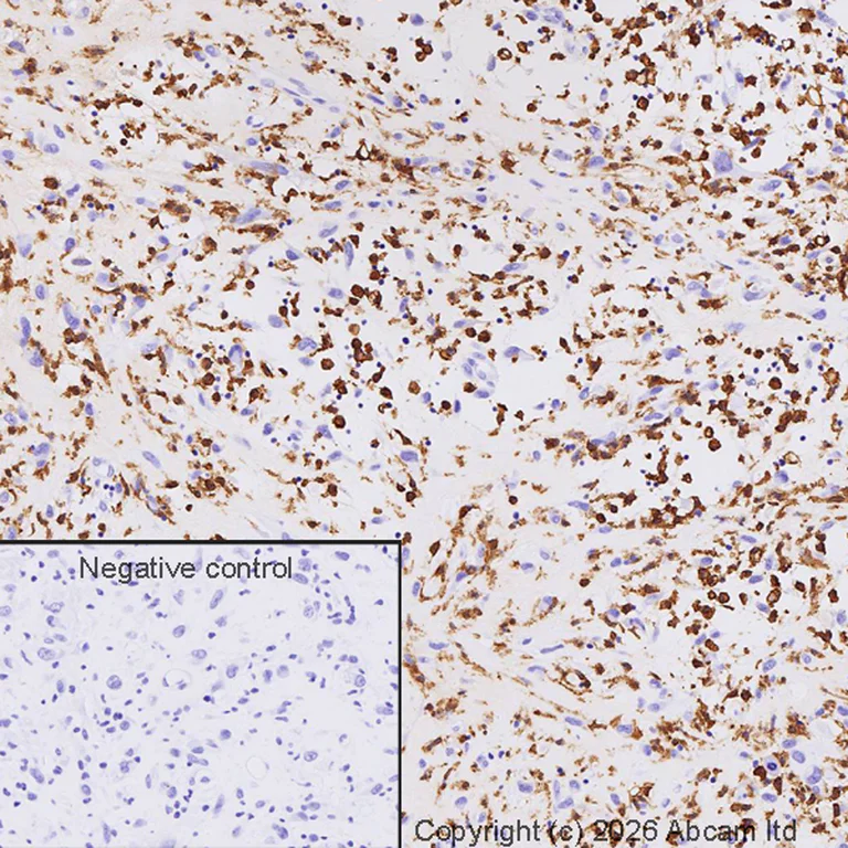Immunohistochemistry (Formalin/PFA-fixed paraffin-embedded sections) - Anti-Iba1 antibody [EPR16588] - Microglia marker - Goat IgG (Chimeric) (AB289874)