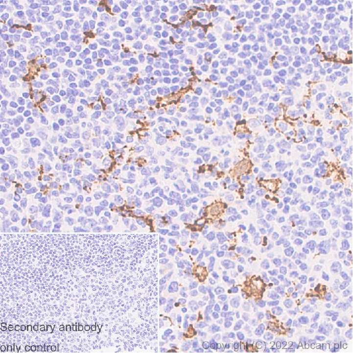 Immunohistochemistry (Formalin/PFA-fixed paraffin-embedded sections) - Anti-Iba1 antibody [EPR16588] - Microglia marker - Rat IgG2a (Chimeric) (AB300156)