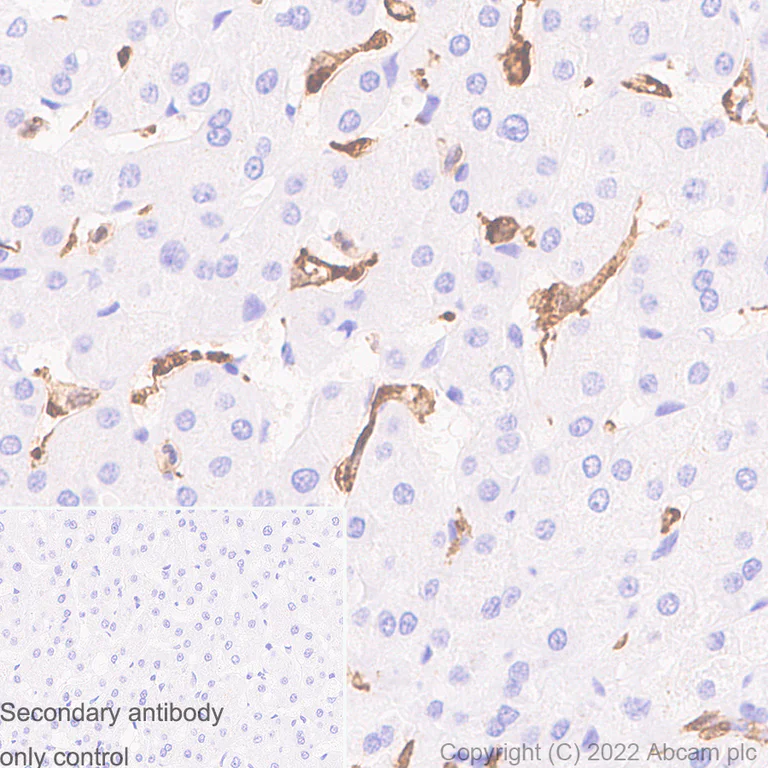 Immunohistochemistry (Formalin/PFA-fixed paraffin-embedded sections) - Anti-Iba1 antibody [EPR16588] - Microglia marker - Rat IgG2a (Chimeric) (AB300156)