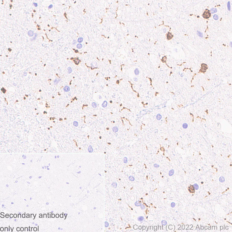 Immunohistochemistry (Formalin/PFA-fixed paraffin-embedded sections) - Anti-Iba1 antibody [EPR16588] - Microglia marker - Rat IgG2a (Chimeric) (AB300156)