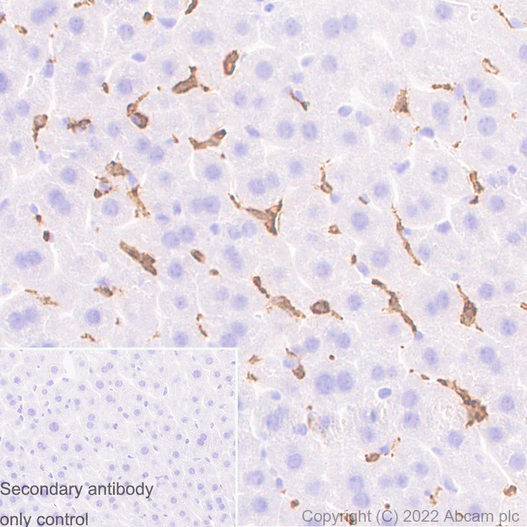 Immunohistochemistry (Formalin/PFA-fixed paraffin-embedded sections) - Anti-Iba1 antibody [EPR16588] - Microglia marker - Rat IgG2a (Chimeric) (AB300156)