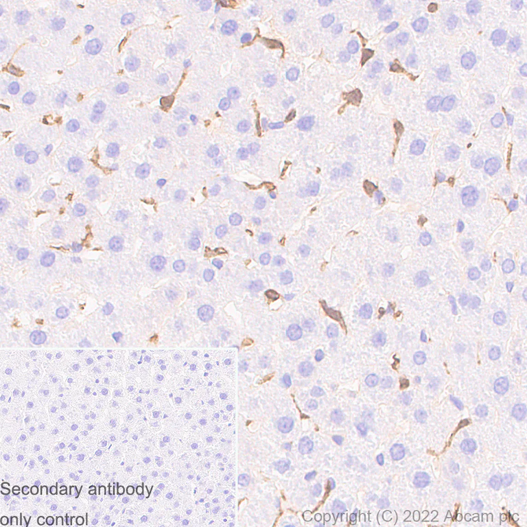 Immunohistochemistry (Formalin/PFA-fixed paraffin-embedded sections) - Anti-Iba1 antibody [EPR16588] - Microglia marker - Rat IgG2a (Chimeric) (AB300156)