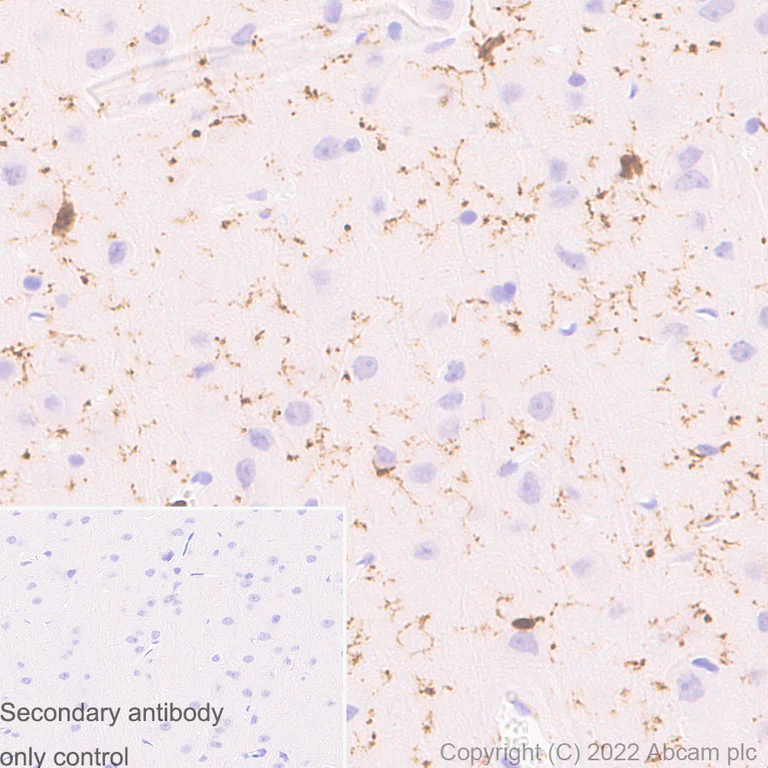 Immunohistochemistry (Formalin/PFA-fixed paraffin-embedded sections) - Anti-Iba1 antibody [EPR16588] - Microglia marker - Rat IgG2a (Chimeric) (AB300156)