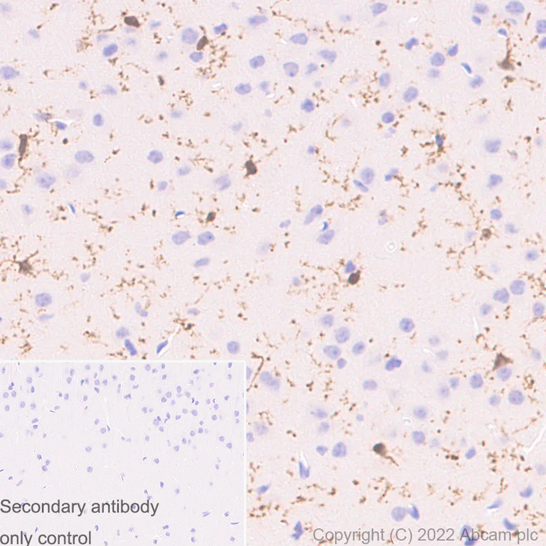 Immunohistochemistry (Formalin/PFA-fixed paraffin-embedded sections) - Anti-Iba1 antibody [EPR16588] - Rat IgG2a (Chimeric) - BSA and Azide free (AB300157)