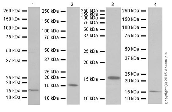 Western blot - Anti-Iba1 antibody [EPR16589] (ab178847), expandable thumbnail