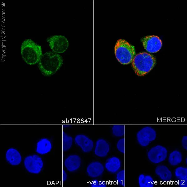 Immunocytochemistry/ Immunofluorescence - Anti-Iba1 antibody [EPR16589] - BSA and Azide free (AB221790)