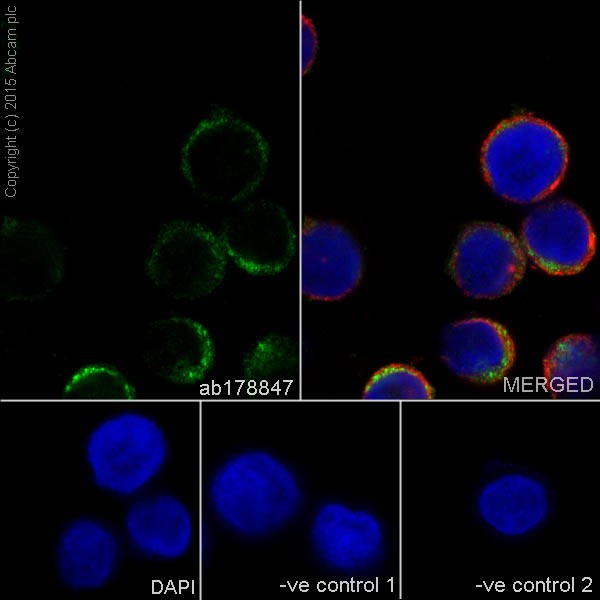 Immunocytochemistry/ Immunofluorescence - Anti-Iba1 antibody [EPR16589] - BSA and Azide free (AB221790), expandable thumbnail