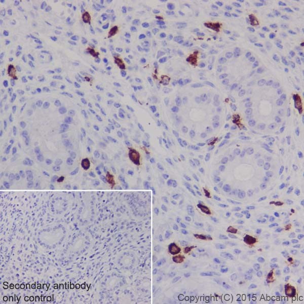 Immunohistochemistry (Formalin/PFA-fixed paraffin-embedded sections) - Anti-Iba1 antibody [EPR16589] - BSA and Azide free (AB221790), expandable thumbnail