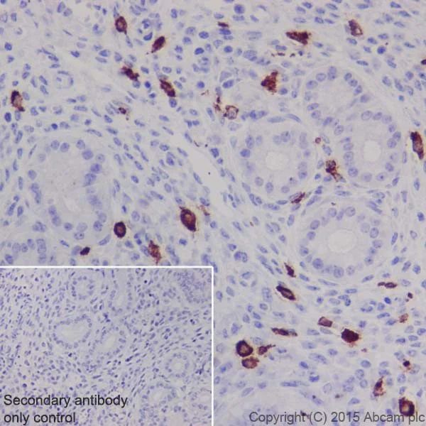 Immunohistochemistry (Formalin/PFA-fixed paraffin-embedded sections) - Anti-Iba1 antibody [EPR16589] - BSA and Azide free (AB221790)