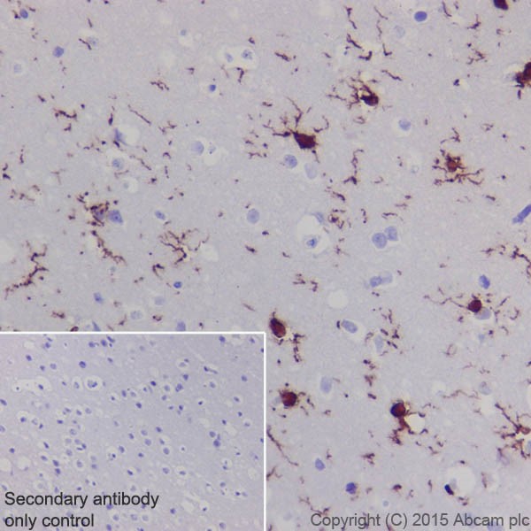 Immunohistochemistry (Formalin/PFA-fixed paraffin-embedded sections) - Anti-Iba1 antibody [EPR16589] - BSA and Azide free (ab221790), expandable thumbnail