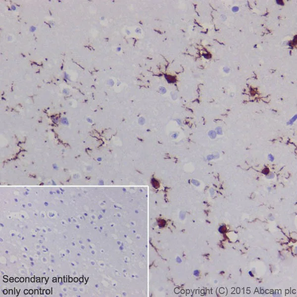 Immunohistochemistry (Formalin/PFA-fixed paraffin-embedded sections) - Anti-Iba1 antibody [EPR16589] - BSA and Azide free (AB221790)