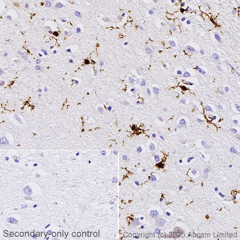Immunohistochemistry (Formalin/PFA-fixed paraffin-embedded sections) - Anti-Iba1 antibody [EPR16589] - BSA and Azide free (AB221790)