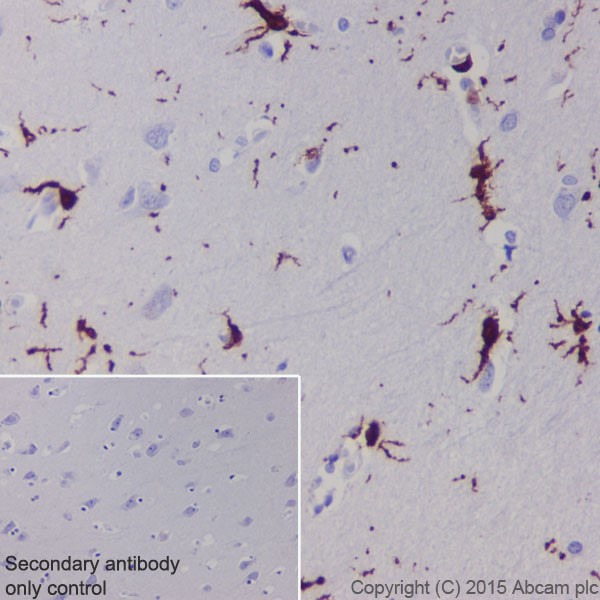 Immunohistochemistry (Formalin/PFA-fixed paraffin-embedded sections) - Anti-Iba1 antibody [EPR16589] - BSA and Azide free (AB221790), expandable thumbnail
