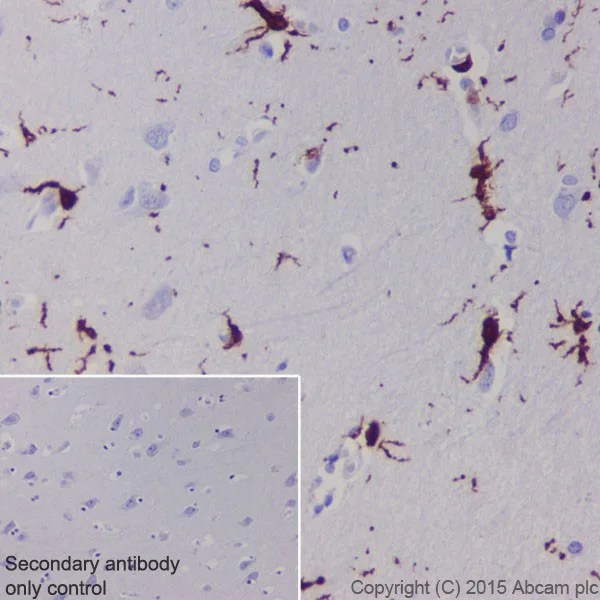 Immunohistochemistry (Formalin/PFA-fixed paraffin-embedded sections) - Anti-Iba1 antibody [EPR16589] - BSA and Azide free (AB221790)