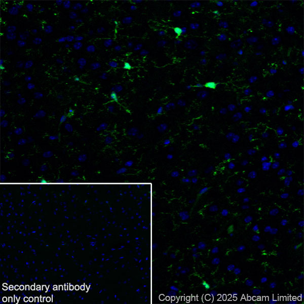 Immunohistochemistry (Frozen sections) - Anti-Iba1 antibody [EPR16589] - BSA and Azide free (ab221790), expandable thumbnail