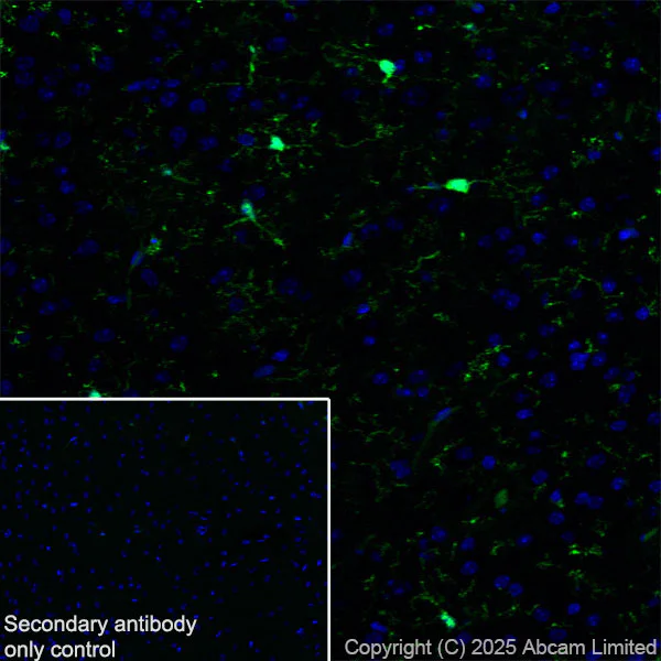 Immunohistochemistry (Frozen sections) - Anti-Iba1 antibody [EPR16589] - BSA and Azide free (AB221790)