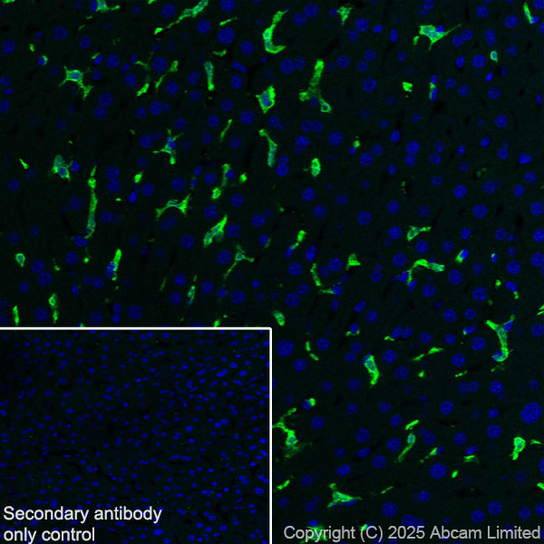Immunohistochemistry (Frozen sections) - Anti-Iba1 antibody [EPR16589] - BSA and Azide free (ab221790), expandable thumbnail