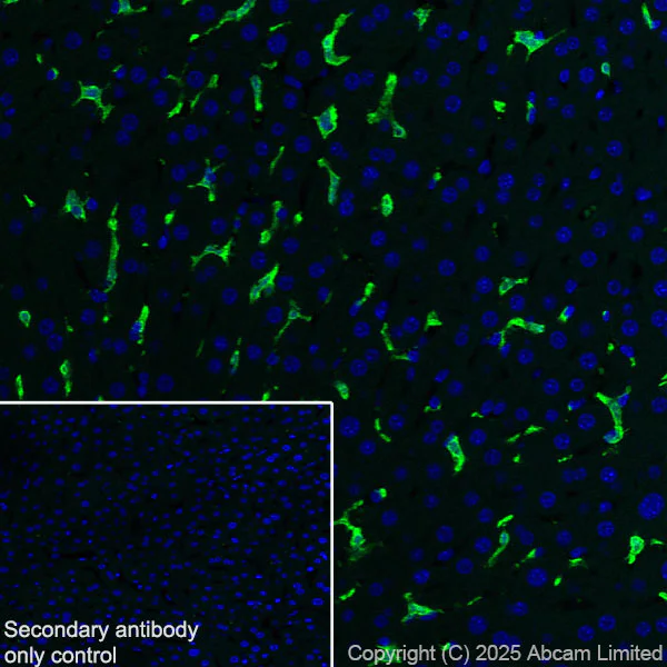 Immunohistochemistry (Frozen sections) - Anti-Iba1 antibody [EPR16589] - BSA and Azide free (AB221790)